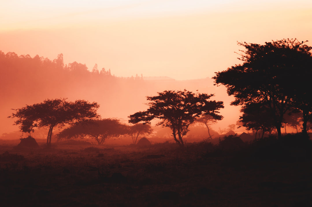 Image by maxime niyomwungeri